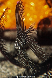 Zebra batfish. by Mehmet Salih Bilal 